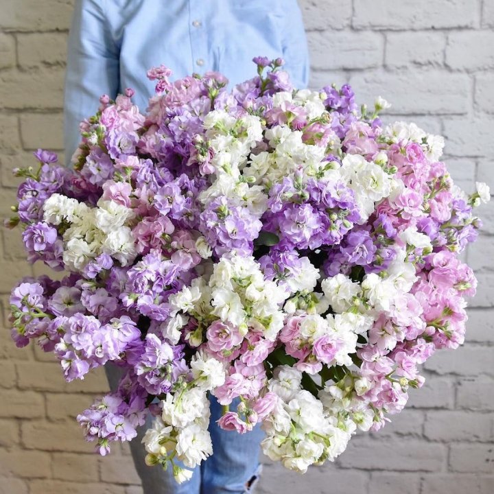 Облако маттиол в Пензе