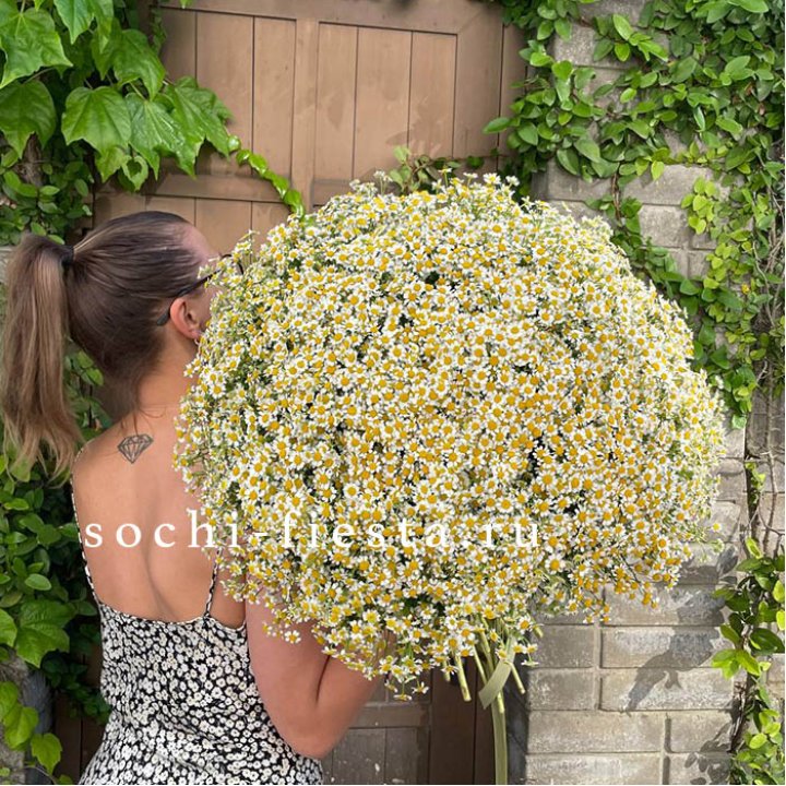 101 ромашка в Пензе