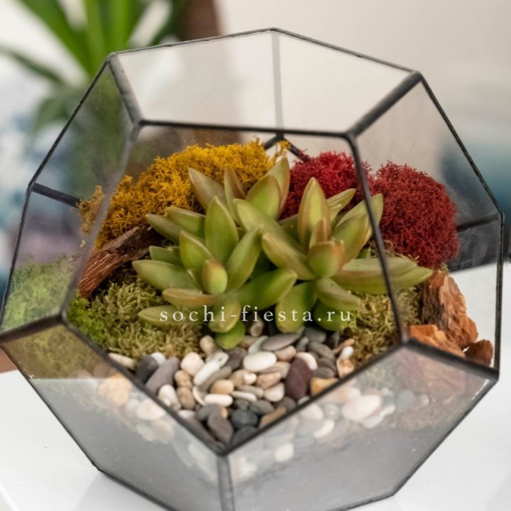 Флорариум “Додекаэдр” с суккулентом Седум в Пензе