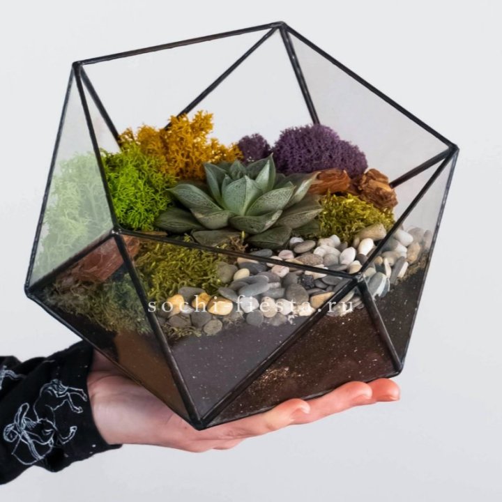 Флорариум “Икосаэдр” с суккулентом Каменная Роза в Пензе