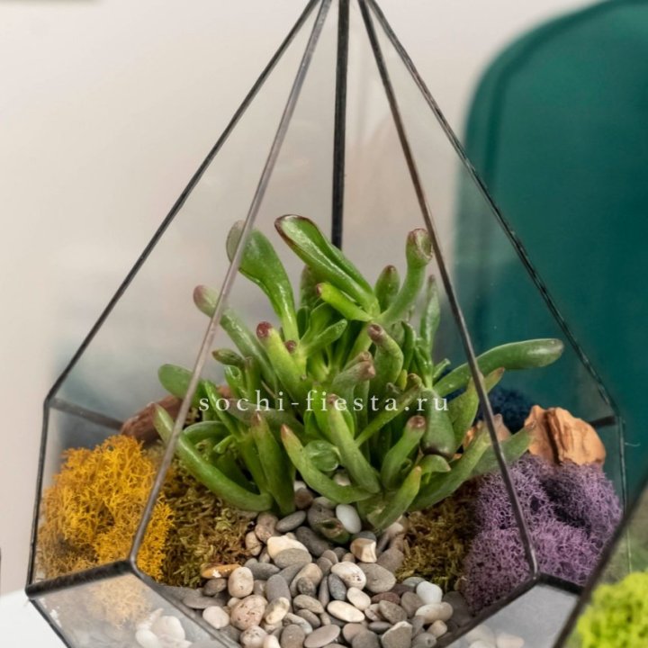 Флорариум “Капля” с суккулентом Крассула Хоббит в Пензе
