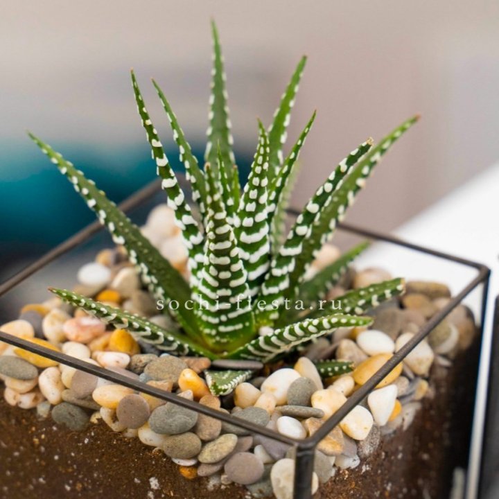 Флорариум Кубик с суккулентом Хавортия в Пензе