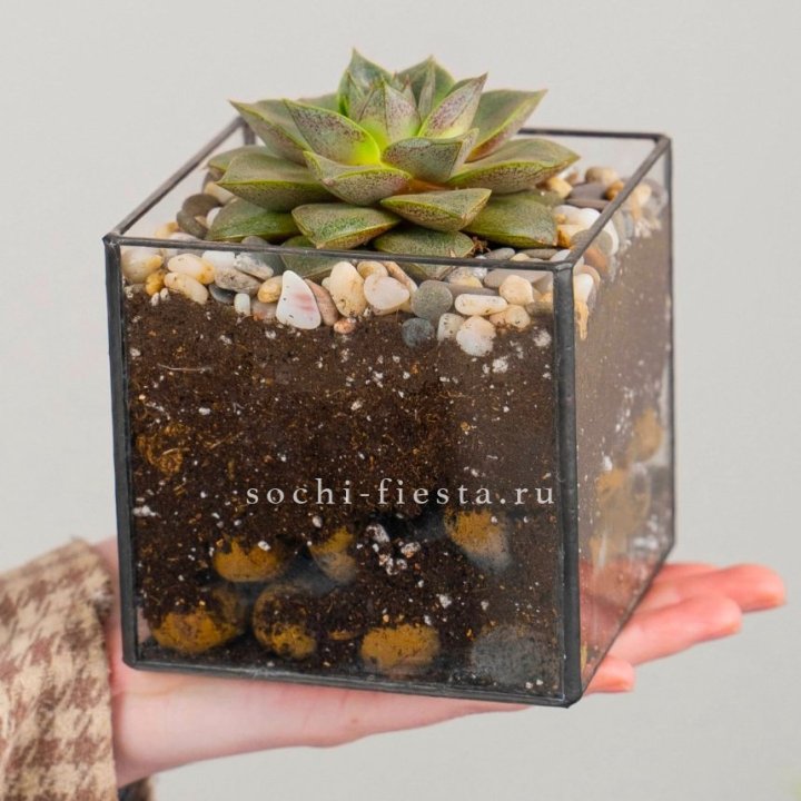 Флорариум Кубик с суккулентом Каменная роза в Пензе