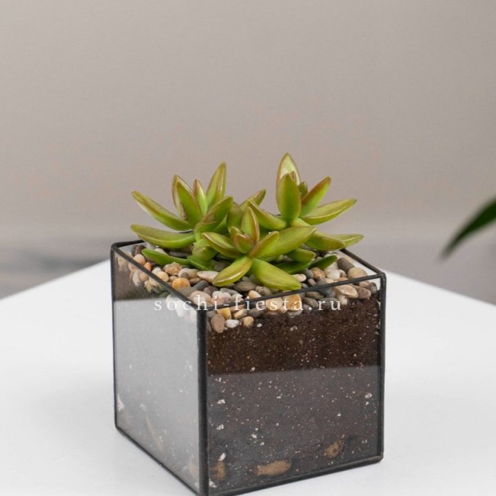 Флорариум Кубик с суккулентом Седум в Пензе
