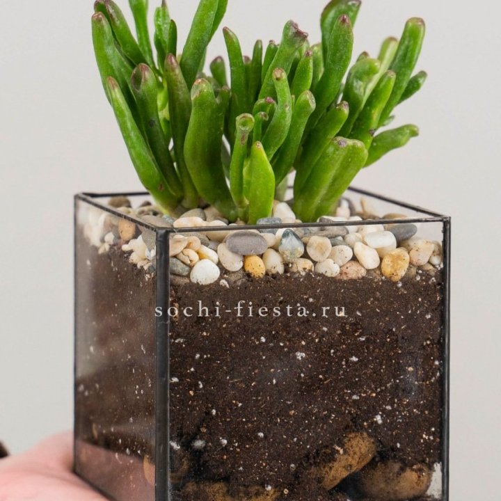 Флорариум Кубик с суккулентом Хоббит в Пензе