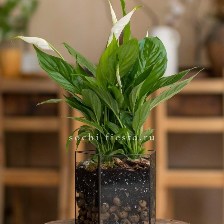 Спатифиллум в кашпо Пятиугольник в Пензе