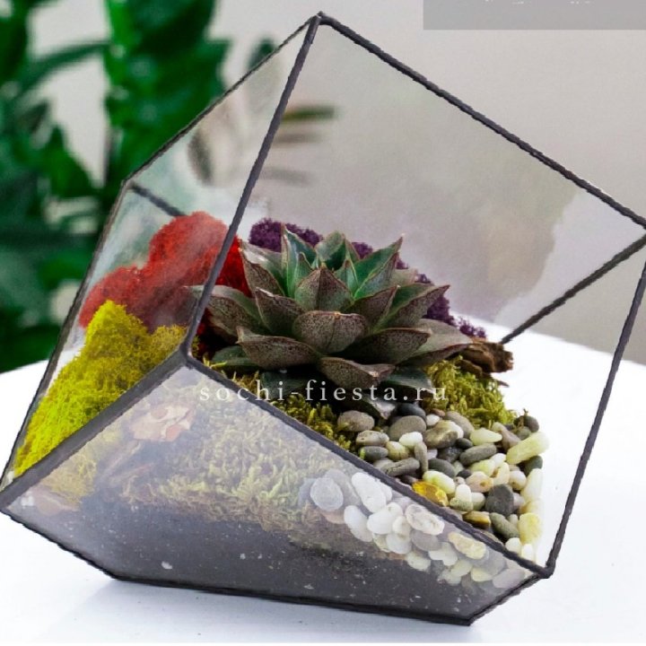 Флорариум Куб усеченный с суккулентом Каменная роза в Пензе