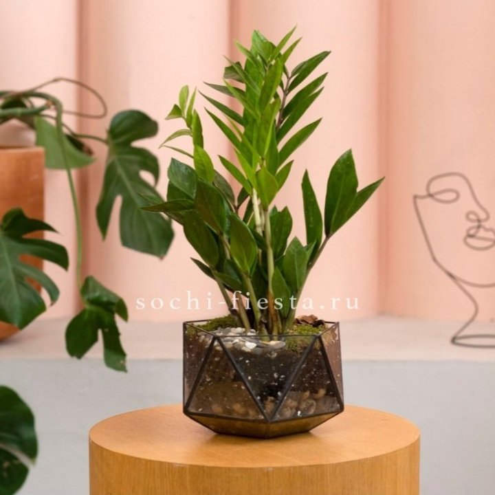 Замиокулькас в кашпо Икосаедр в Пензе