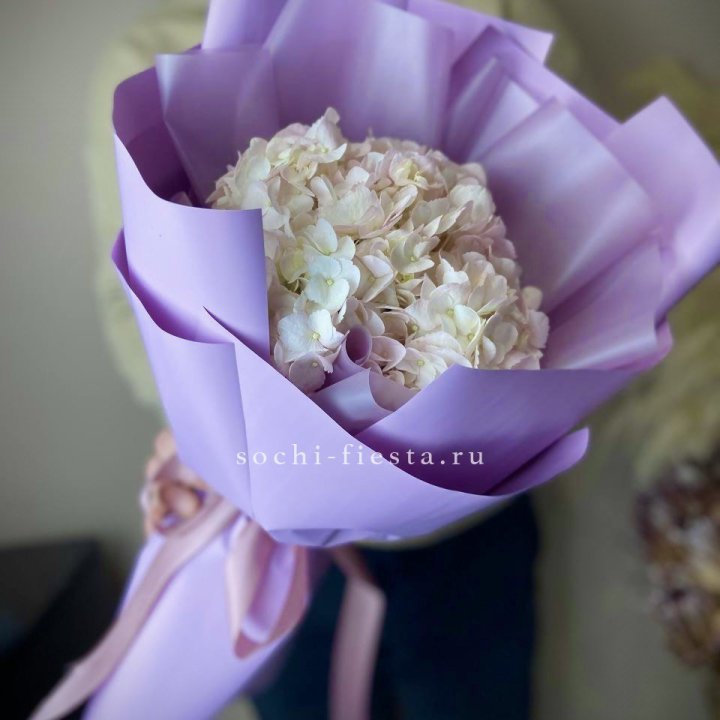 Гортензия розовая в Пензе