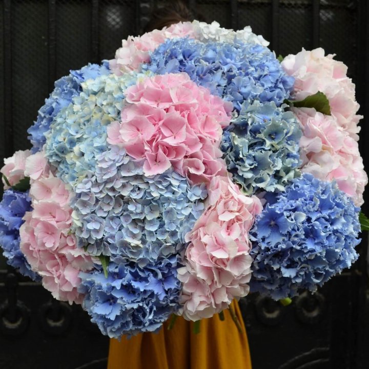 Букет гортензий "Фонтан" в Пензе