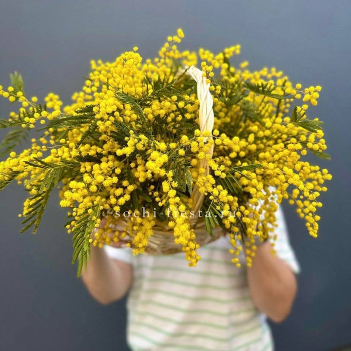 Весенняя корзина мимозы в Пензе