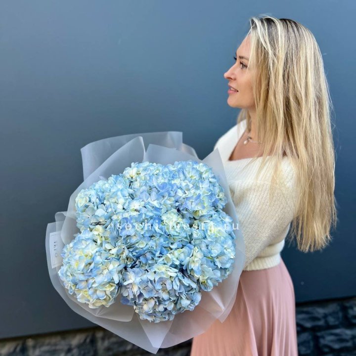 7 голубых гортензий в Пензе