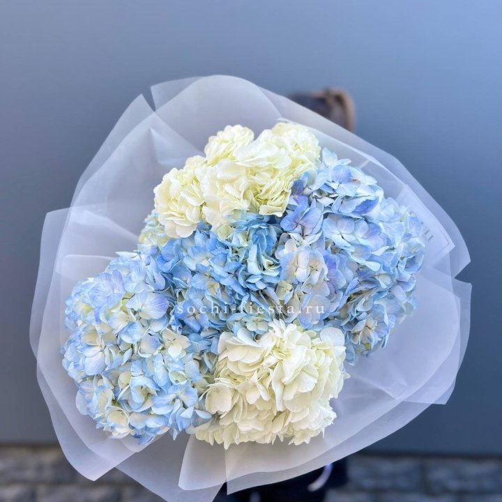 5 бело-голубых гортензий в Пензе