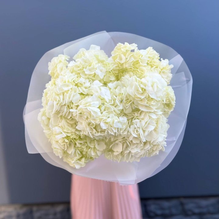 7 белых гортензий в Пензе