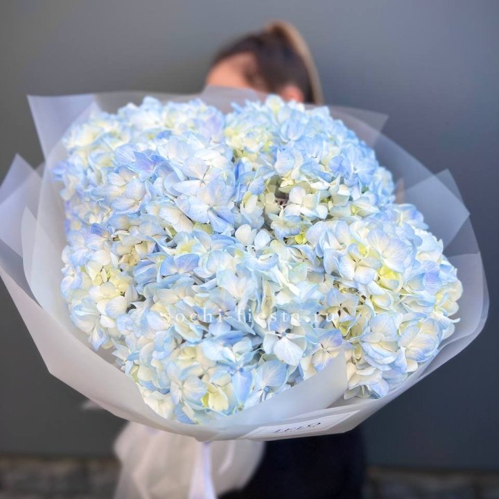 5 голубых гортензий в Пензе