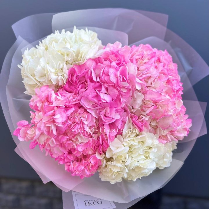 5 бело-розовых гортензий в Пензе