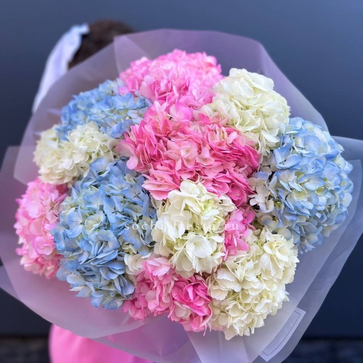 11 гортензий микс в Пензе
