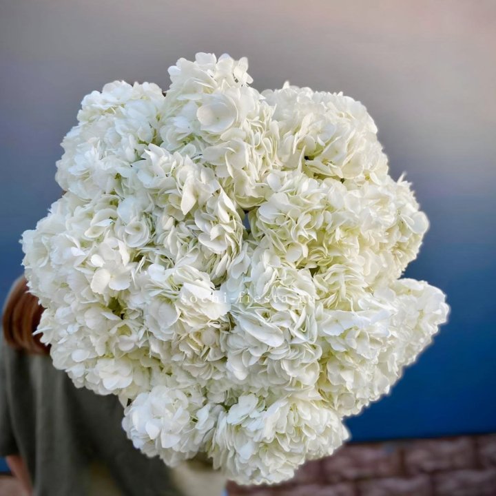 Охапка белой гортензии в Пензе