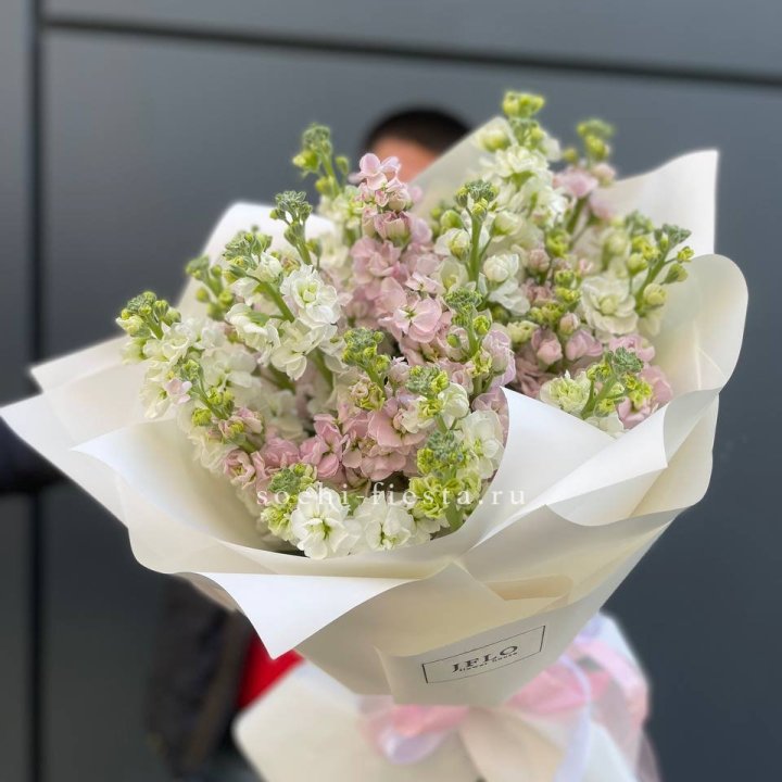 29 маттиол  в Пензе