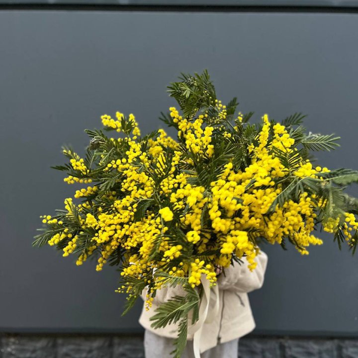 Охопка мимозы в Пензе