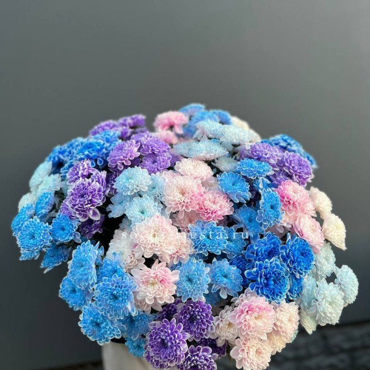 25 цветных хризантем в Пензе