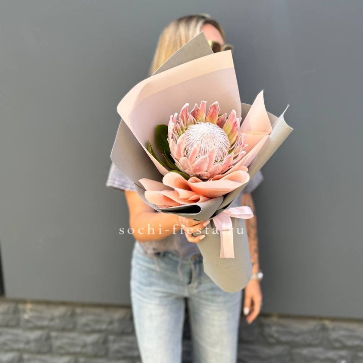 Протея мини  в Пензе