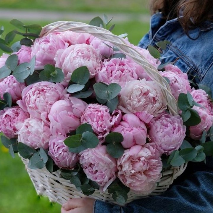 51 пион в корзине в Пензе