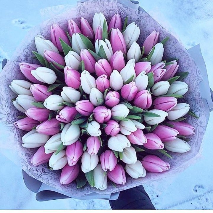 101 тюльпан "Лолипоп" в Пензе